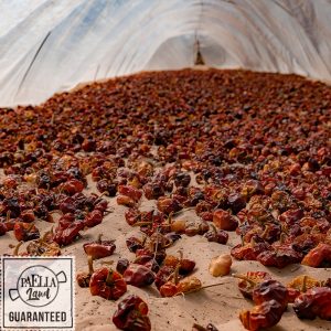 piments niora séchée sur les dunes de Guardamar