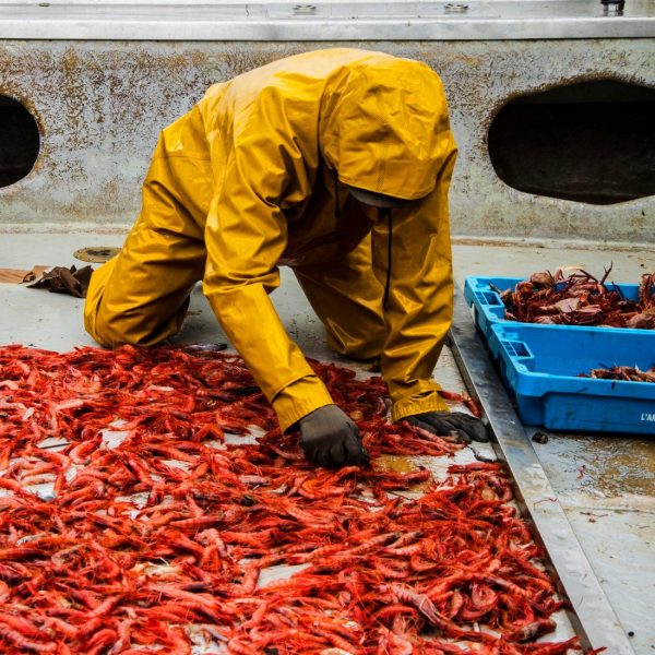 pesca de la gamba roja mediterránea para paella de marisco