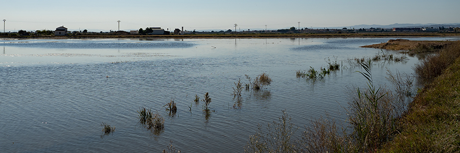 arrozales valencia - albufera - arroz DO Valencia