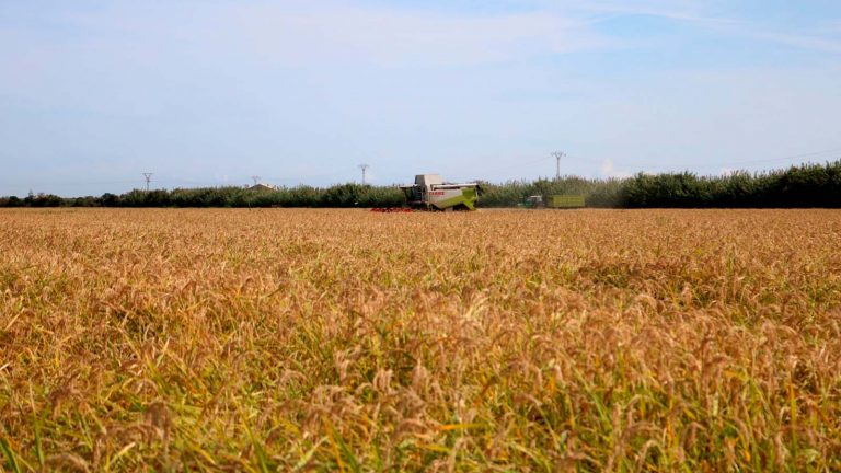 el arroz caro en la paella, descubre si vale la pena